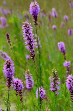 Prachtscharte Liatris pycnostachya 5-10 Topf P9 Liatris pycnostachya