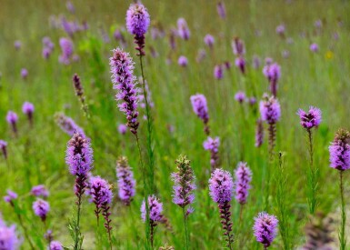 Prachtscharte Liatris pycnostachya 5-10 Topf P9 Liatris pycnostachya