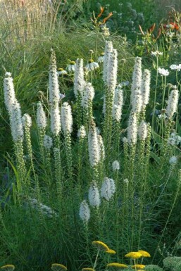 Prachtscharte Liatris spicata 'Alba' 5-10 Topf P9 Liatris spicata 'Alba'