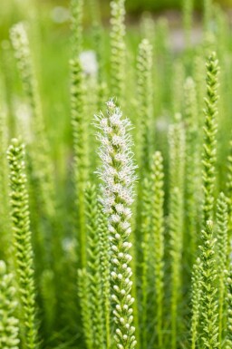 Prachtscharte Liatris spicata 'Alba' 5-10 Topf P9 Liatris spicata 'Alba'