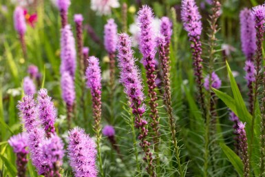 Prachtscharte Liatris spicata 5-10 Topf P9 Liatris spicata