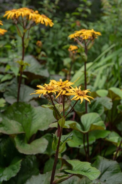 Zahnblatt Ligularia dentata 'Desdemona' 5-10 Topf P9 Ligularia dentata 'Desdemona'