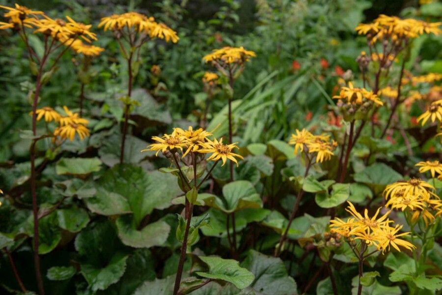 Zahnblatt Ligularia dentata 'Desdemona' 5-10 Topf P9 Ligularia dentata 'Desdemona'