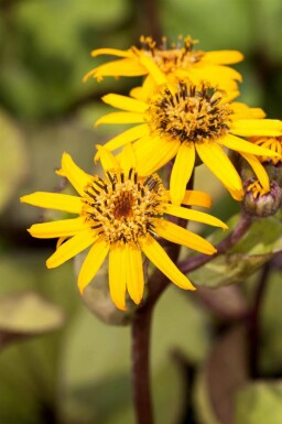Goldkolben Ligularia dentata 5-10 Topf P9 Ligularia dentata