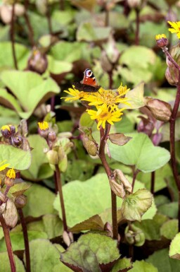 Goldkolben Ligularia dentata 5-10 Topf P9 Ligularia dentata