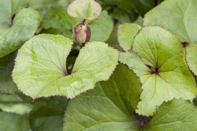 Goldkolben Ligularia dentata 5-10 Topf P9 Ligularia dentata