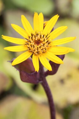 Goldkolben Ligularia dentata 5-10 Topf P9 Ligularia dentata
