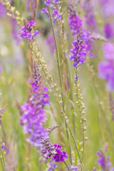 Purpurblütiges leinkraut Linaria purpurea 5-10 Topf P9 Linaria purpurea