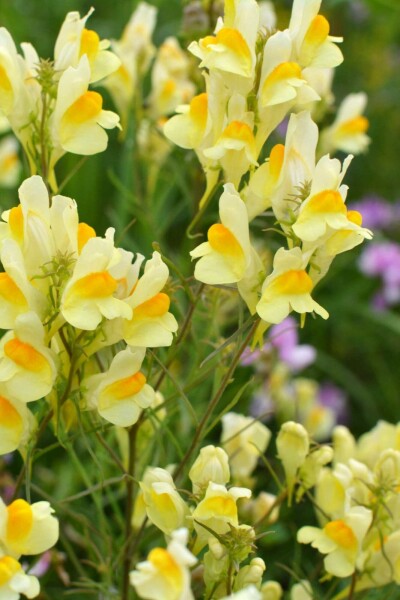 Gewöhnliches leinkraut Linaria vulgaris 5-10 Topf P9 Linaria vulgaris