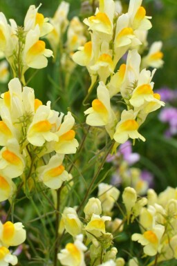 Gewöhnliches leinkraut Linaria vulgaris 5-10 Topf P9 Linaria vulgaris