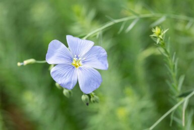 Staudenlein Linum perenne 5-10 Topf P9 Linum perenne