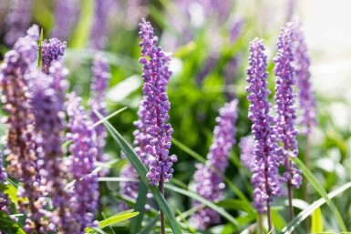 Liliengras Liriope muscari 'Big Blue' 5-10 Topf P9 Liriope muscari 'Big Blue'