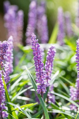 Liliengras Liriope muscari 'Big Blue' 5-10 Topf P9 Liriope muscari 'Big Blue'