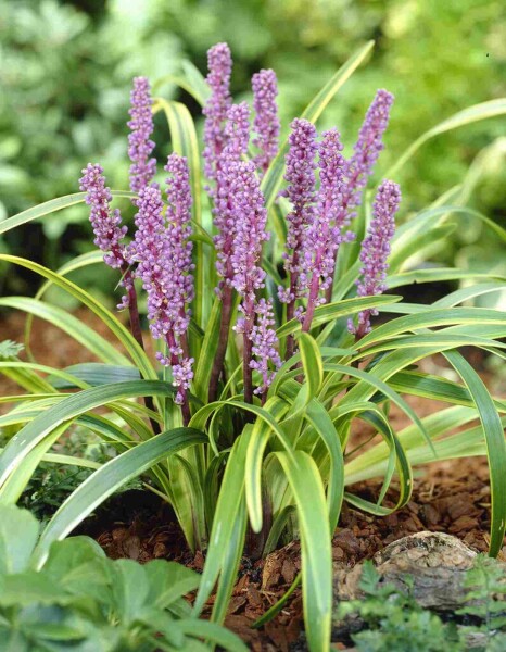 Liliengras Liriope muscari 'Gold Banded' 5-10 Topf P9 Liriope muscari 'Gold Banded'