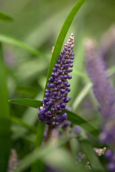 Traubenlilie Liriope muscari 5-10 Topf P9 Liriope muscari