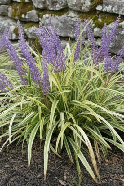 Liriope muscari 'Variegata'