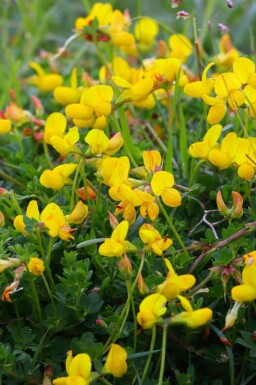 Gemeiner hornklee Lotus corniculatus 5-10 Topf P9 Lotus corniculatus