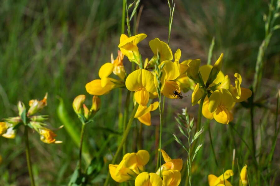 Gemeiner hornklee Lotus corniculatus 5-10 Topf P9 Lotus corniculatus