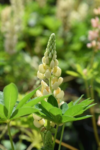 Lupine Lupinus 'Chandelier' 5-10 Topf P9 Lupinus 'Chandelier'