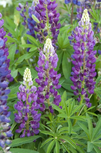 Lupine Lupinus 'Gallery Blue' 5-10 Topf P9 Lupinus 'Gallery Blue'