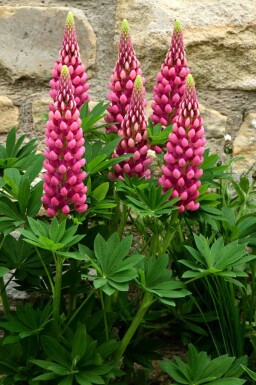 Lupine Lupinus 'Gallery Red' 5-10 Topf P9 Lupinus 'Gallery Red'