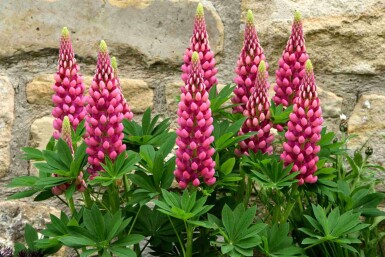 Lupine Lupinus 'Gallery Red' 5-10 Topf P9 Lupinus 'Gallery Red'