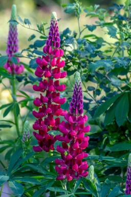 Lupine Lupinus 'My Castle' 5-10 Topf P9 Lupinus 'My Castle'