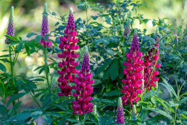 Lupine Lupinus 'My Castle' 5-10 Topf P9 Lupinus 'My Castle'