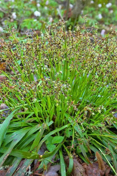 Behaarte hainsimse Luzula pilosa 5-10 Topf P9 Luzula pilosa