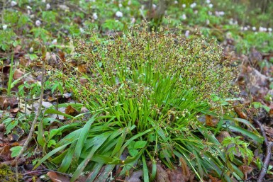 Behaarte hainsimse Luzula pilosa 5-10 Topf P9 Luzula pilosa
