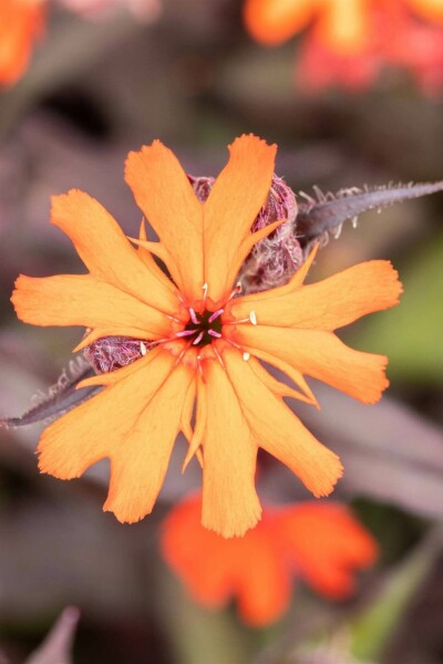 Brennende liebe Lychnis arkwrightii 'Vesuvius' 5-10 Topf P9 Lychnis arkwrightii 'Vesuvius'