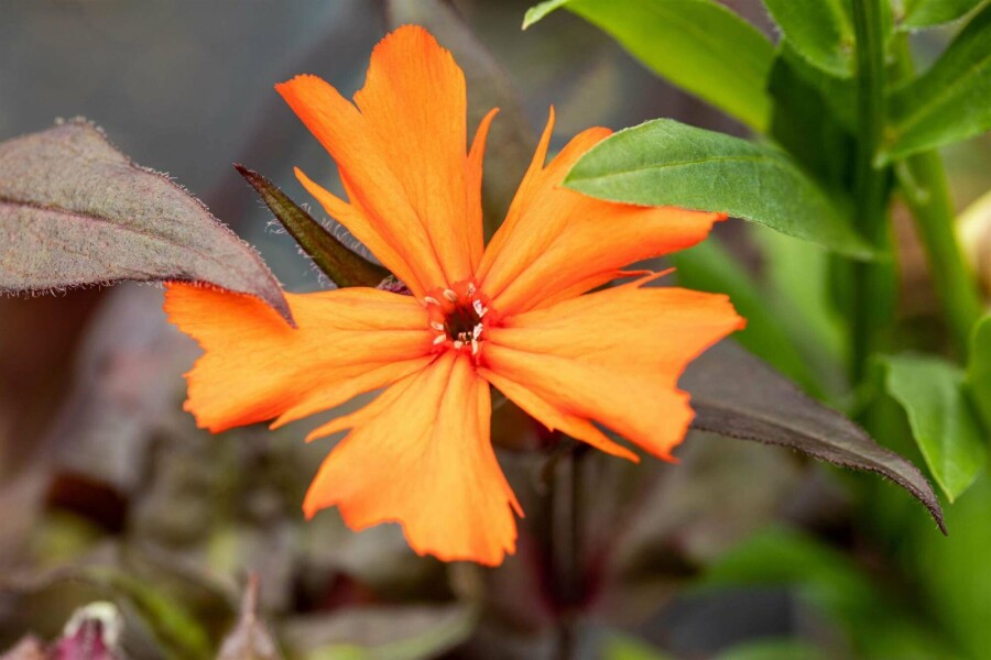 Brennende liebe Lychnis arkwrightii 'Vesuvius' 5-10 Topf P9 Lychnis arkwrightii 'Vesuvius'