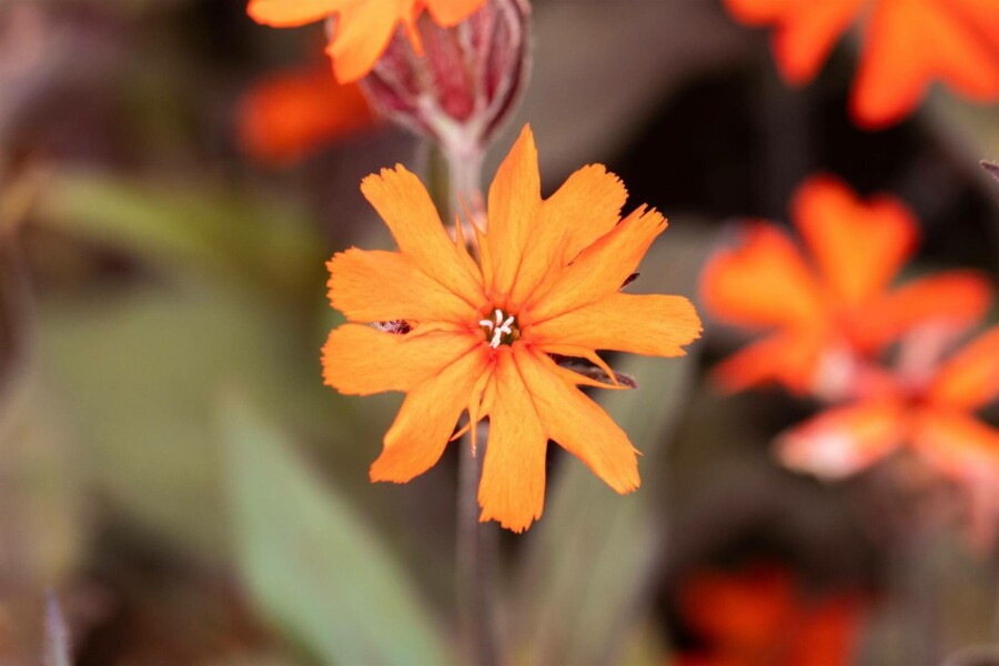 Brennende liebe Lychnis arkwrightii 'Vesuvius' 5-10 Topf P9 Lychnis arkwrightii 'Vesuvius'