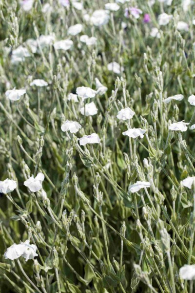 Vexiernelke Lychnis coronaria 'Alba' 5-10 Topf P9 Lychnis coronaria 'Alba'