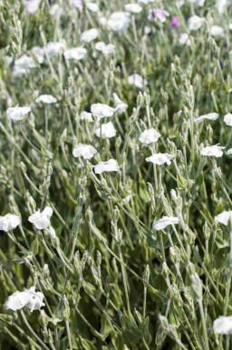 Vexiernelke Lychnis coronaria 'Alba' 5-10 Topf P9 Lychnis coronaria 'Alba'