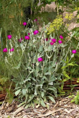 Vexiernelke Lychnis coronaria 5-10 Topf P9 Lychnis coronaria