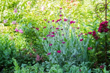 Vexiernelke Lychnis coronaria 5-10 Topf P9 Lychnis coronaria