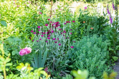 Vexiernelke Lychnis coronaria 5-10 Topf P9 Lychnis coronaria