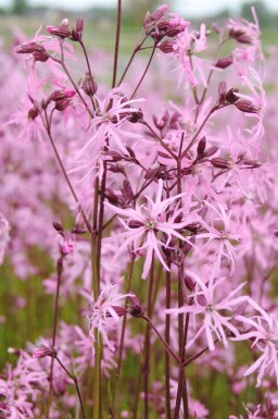 Kuckucksblume Lychnis flos-cuculi 5-10 Topf P9 Lychnis flos-cuculi