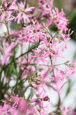 Kuckucksblume Lychnis flos-cuculi 5-10 Topf P9 Lychnis flos-cuculi