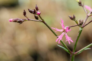 Kuckucksblume Lychnis flos-cuculi 5-10 Topf P9 Lychnis flos-cuculi