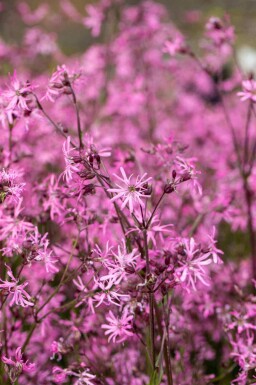 Kuckucksblume Lychnis flos-cuculi 5-10 Topf P9 Lychnis flos-cuculi