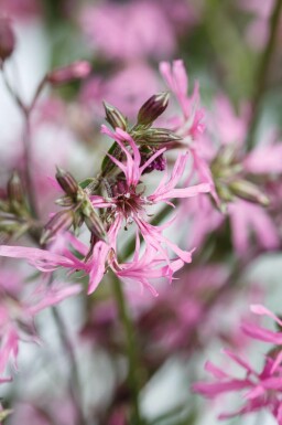 Kuckucksblume Lychnis flos-cuculi 5-10 Topf P9 Lychnis flos-cuculi