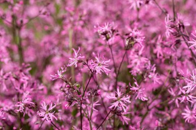 Kuckucksblume Lychnis flos-cuculi 5-10 Topf P9 Lychnis flos-cuculi