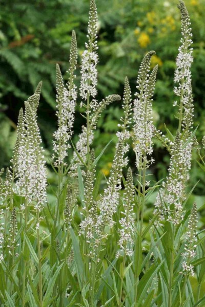 Iberischer Felberich Lysimachia ephemerum 5-10 Topf P9 Lysimachia ephemerum