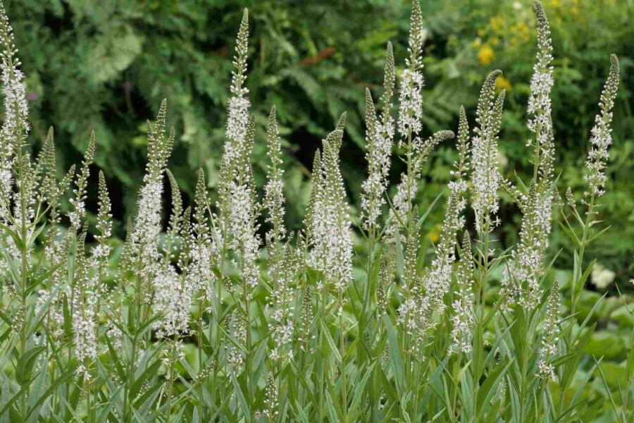 Iberischer Felberich Lysimachia ephemerum 5-10 Topf P9 Lysimachia ephemerum