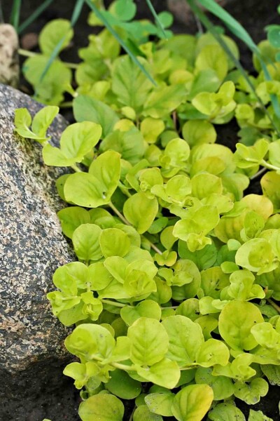 Pfennigkraut Lysimachia nummularia 'Aurea' 5-10 Topf P9 Lysimachia nummularia 'Aurea'