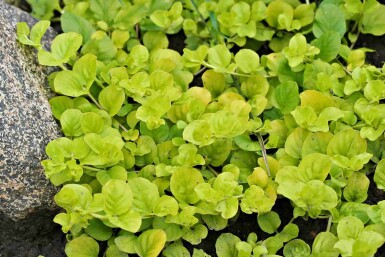 Pfennigkraut Lysimachia nummularia 'Aurea' 5-10 Topf P9 Lysimachia nummularia 'Aurea'
