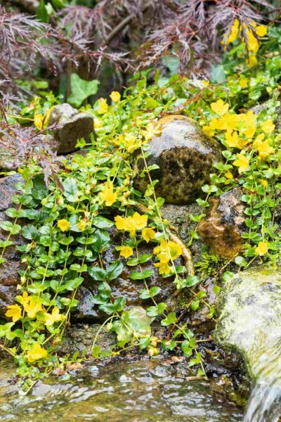 Pfennigkraut Lysimachia nummularia 5-10 Topf P9 Lysimachia nummularia