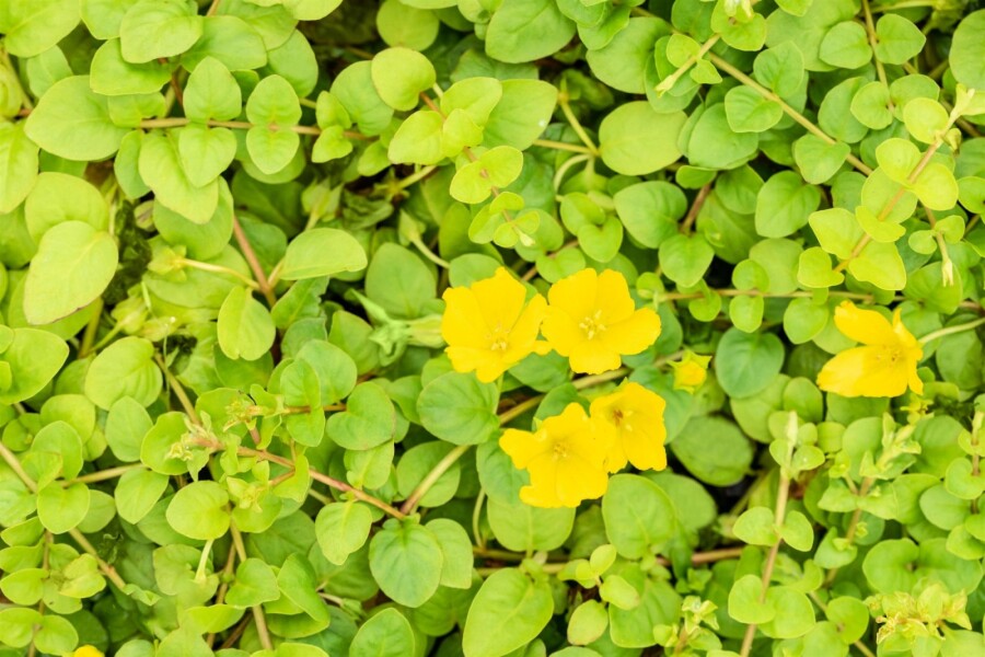 Pfennigkraut Lysimachia nummularia 5-10 Topf P9 Lysimachia nummularia